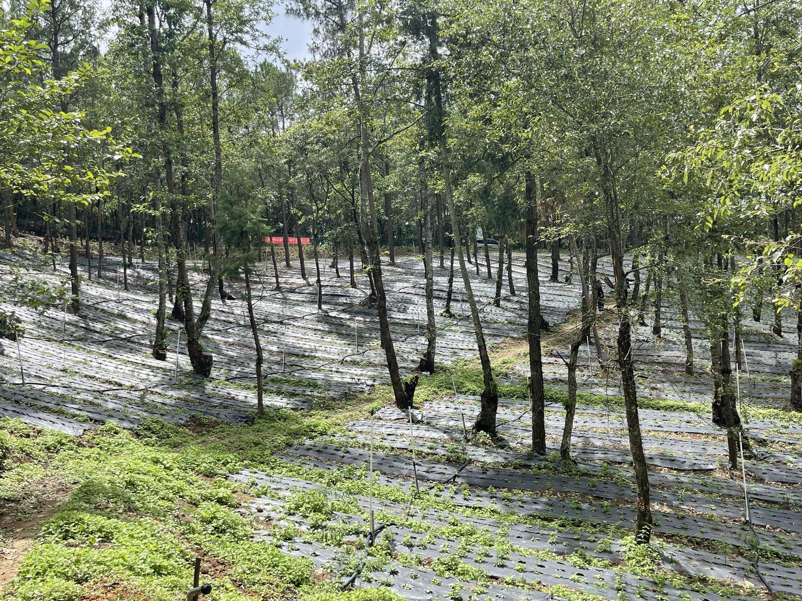 双柏县国有林场老熊箐林下中药材种植基地。