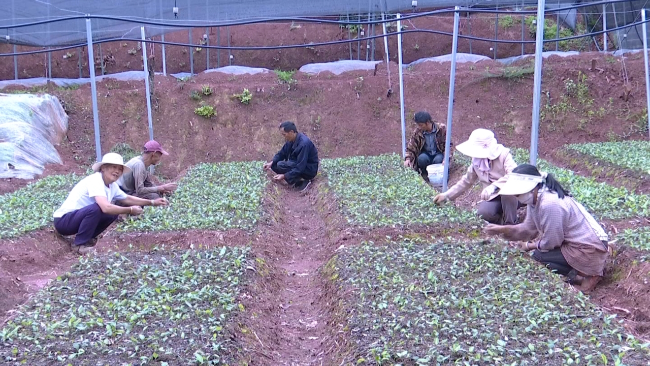 双柏县禾兴种养殖专业合作社种植基地。