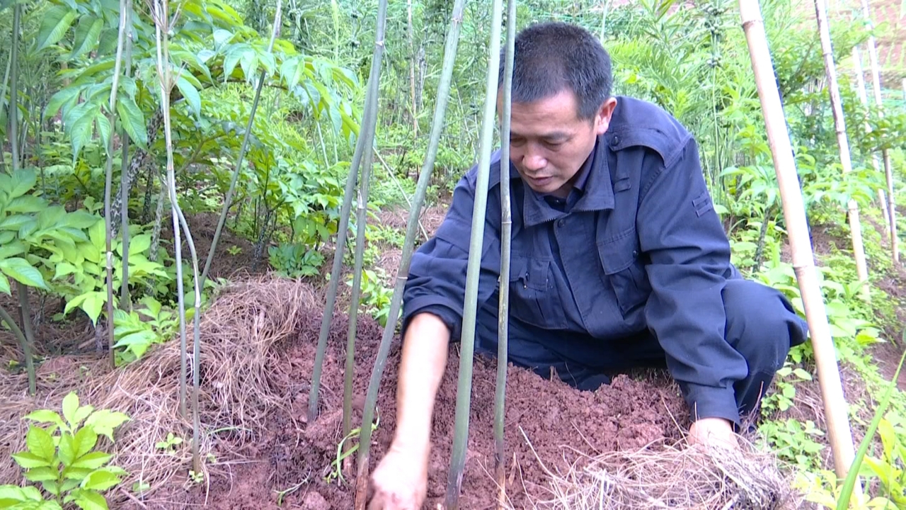 刘德正在查看黄精生长情况。